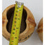 Spice Plants Jars Pair Nutmeg Myristica Moschata Black Pepper Piper Philippines