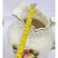 Jade Porcelain 3D Rose Floral Pitcher Set of 2